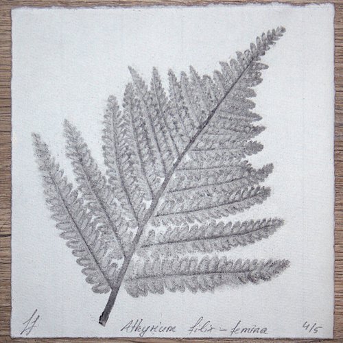 Athyrium filix-femina I (Lady fern) – Charcoal-print by Laura Stötefeld