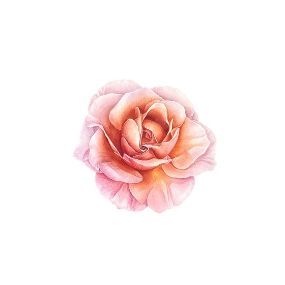 Fire Rose Painting