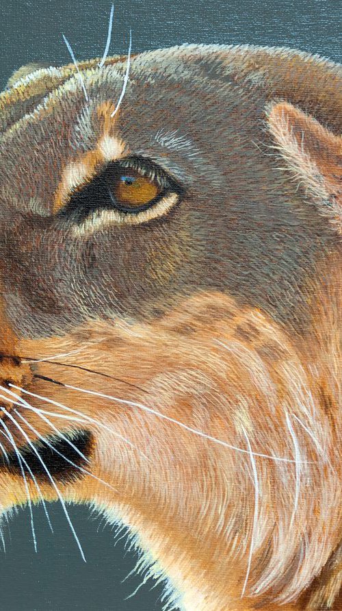 Lioness Portait by Dietrich Moravec