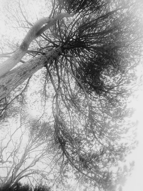 Branches by Flo