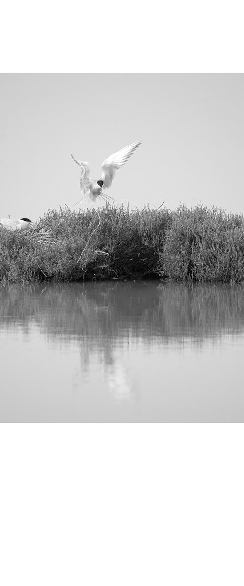 the nest by Maurizio Landriscina
