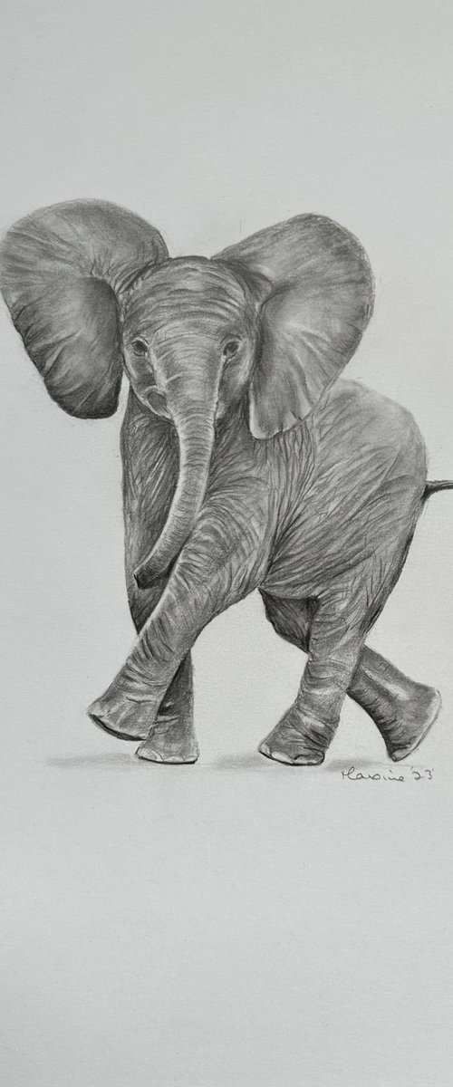 Baby elephant by Maxine Taylor
