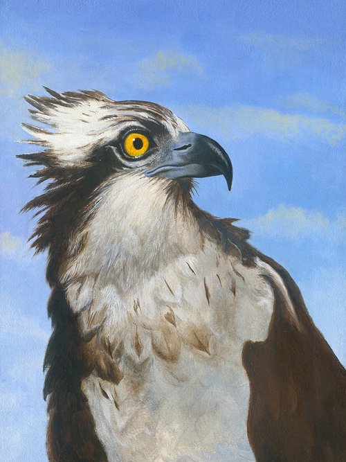 Osprey Portrait by John Harne