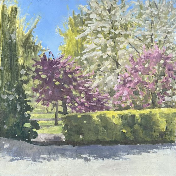 Battersea Park blossom