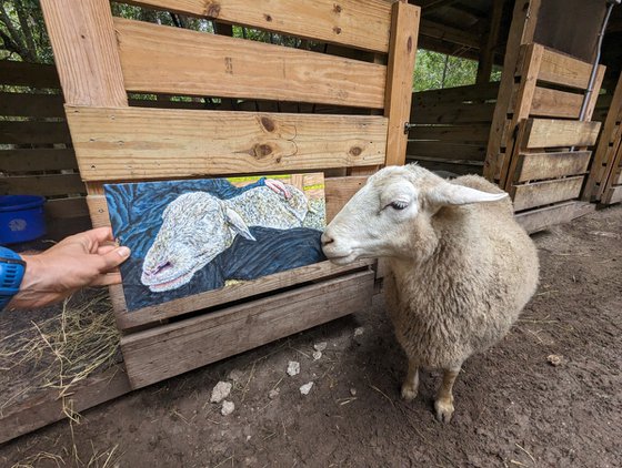 Sheep, Paisley's Nap