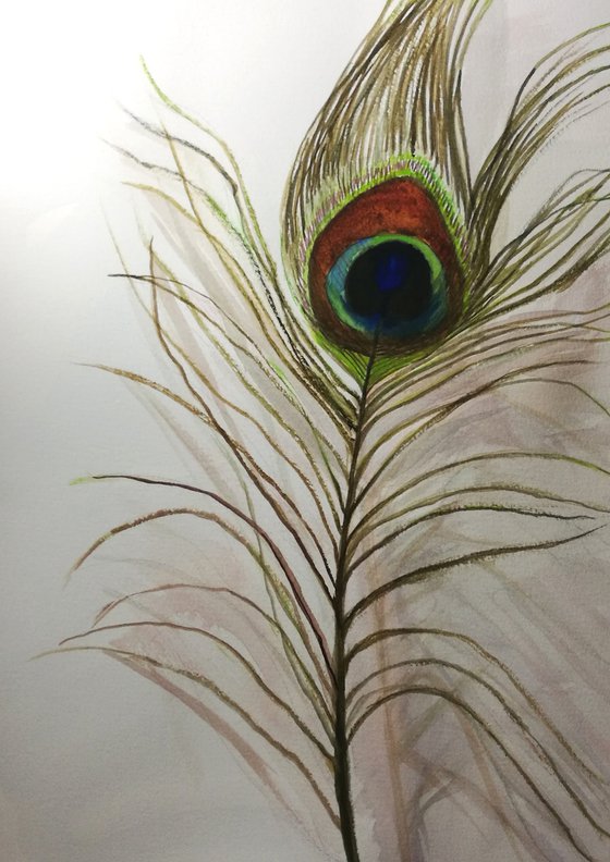 Peacock feather