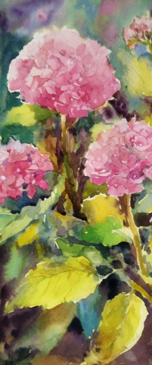 Pink Hydrangeas flowers by Ann Krasikova