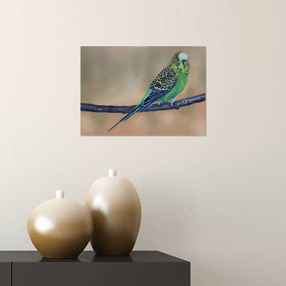 Budgie