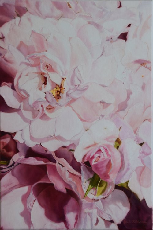 Roses by Silvia Habán