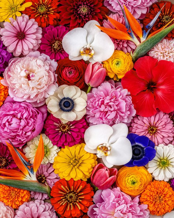 Symphony in Bloom