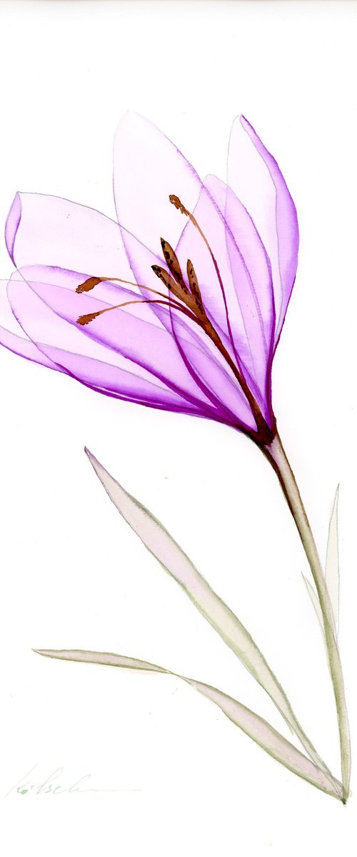 Transparent Purple Crocus by Olga Koelsch