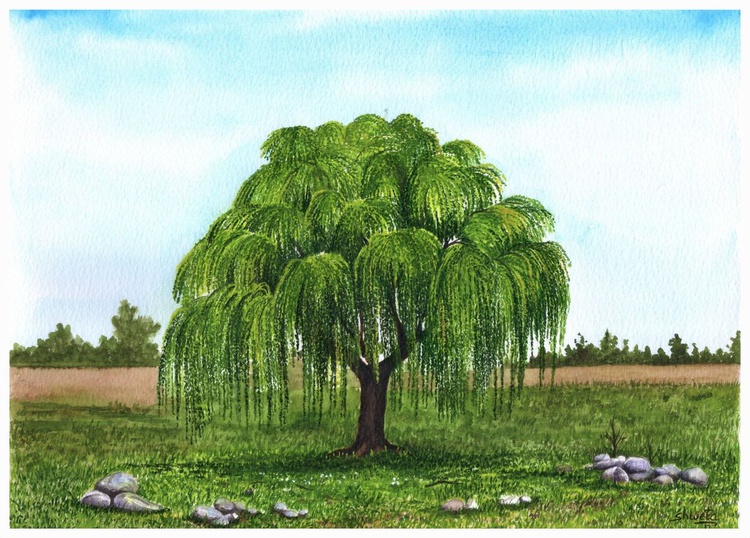 Weeping Willow Tree Watercolor Painting Artfinder