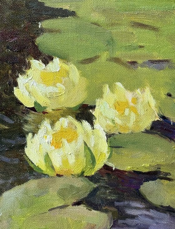 Water Lilies