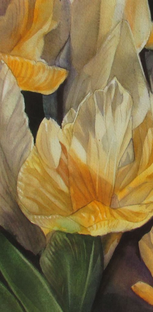 yellow dutch irises by Alfred  Ng