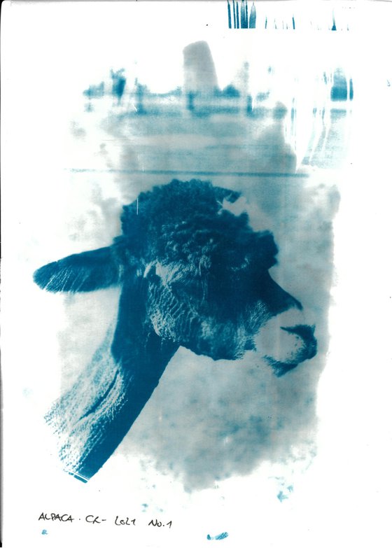 Cyanotype - Alpaca No.1