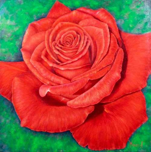 ROSE. PORTRAIT OF THE RED ROSE. by Anastasia Woron
