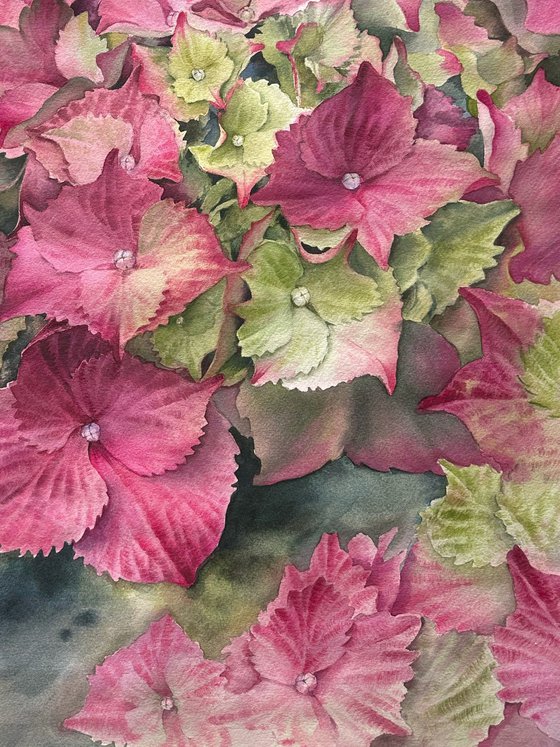 Pink hydrangeas