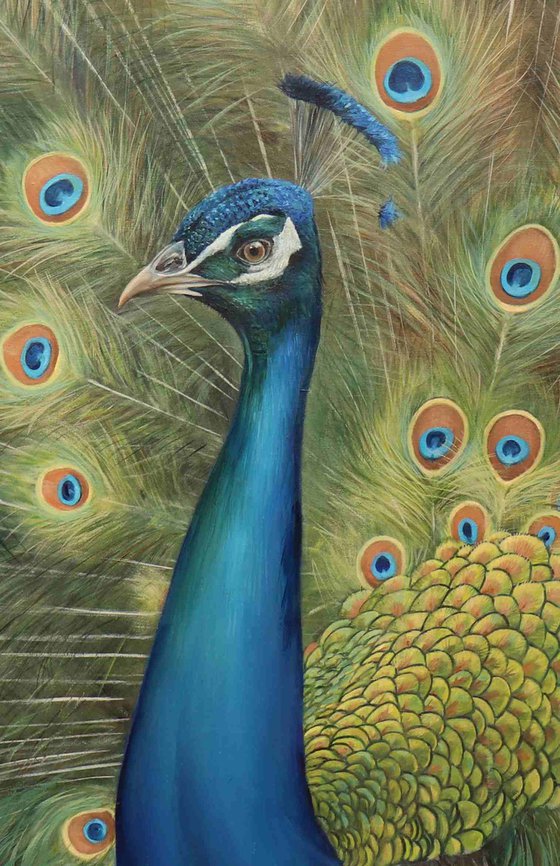 Peacock of a Thousand Eyes