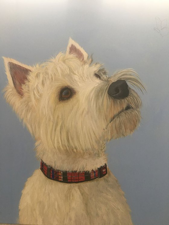 TOBY - WEST HIGHLAND TERRIER