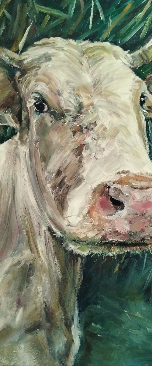 Cow's Portrait by Jura Kuba Art