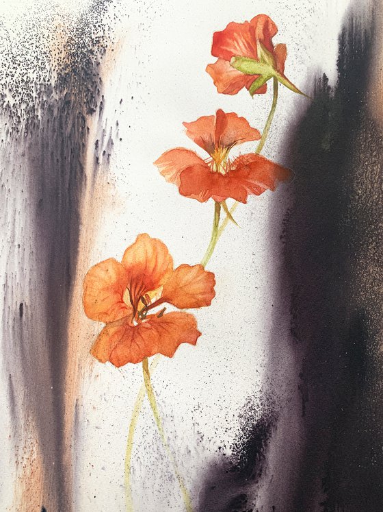 Orange flower ( Nasturtium)