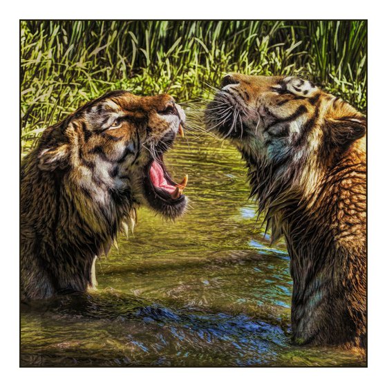 Tiger Fight