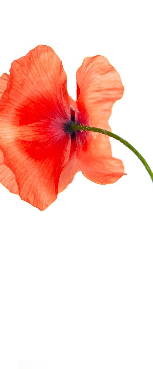 Little Poppy by Fiona Young