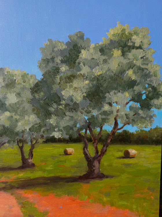 Olive Grove