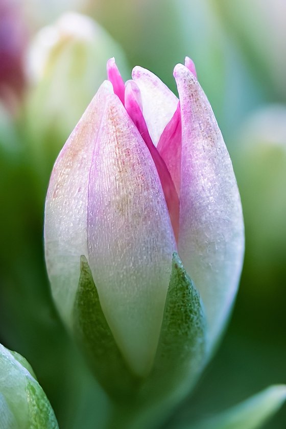 Bellissimo - Sedum - matted