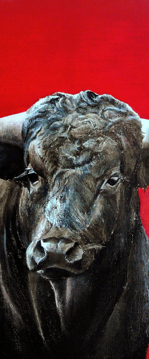 Brave bull on red by TOMAS CASTAÑO
