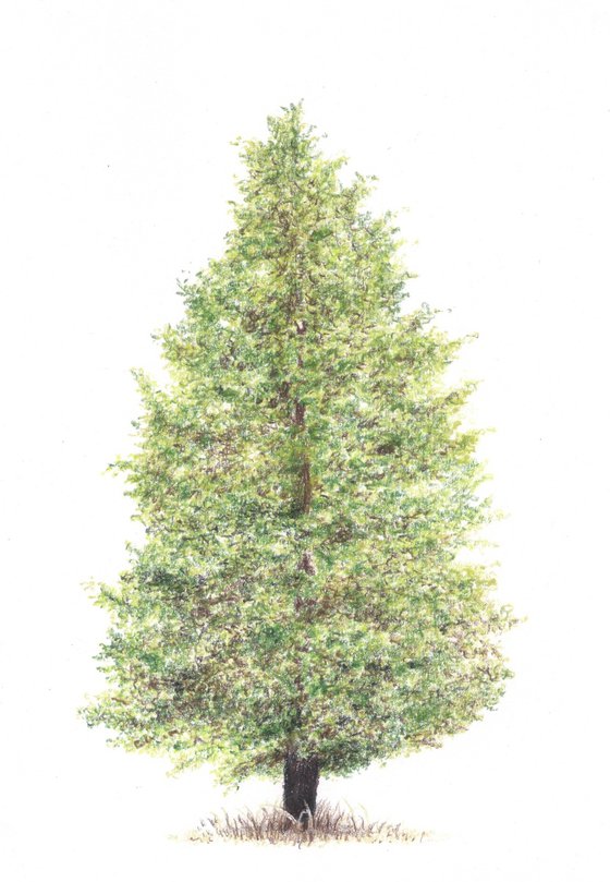 Spruce, Golden trumpet, Witch hazel tree