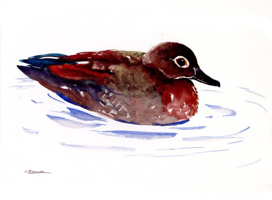 Wood Duck