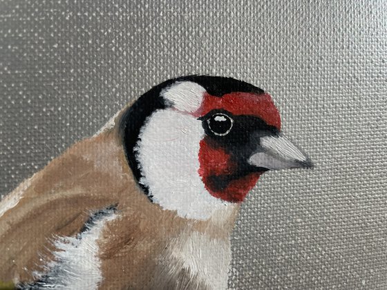 Goldfinch on Cherry Blossom