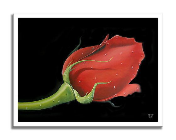Red Rose