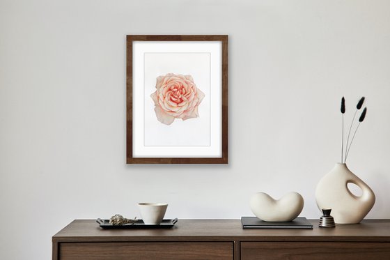 A rose of a delicate pink colour. Original watercolor artwork