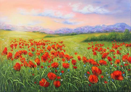 Poppy field in summer 4