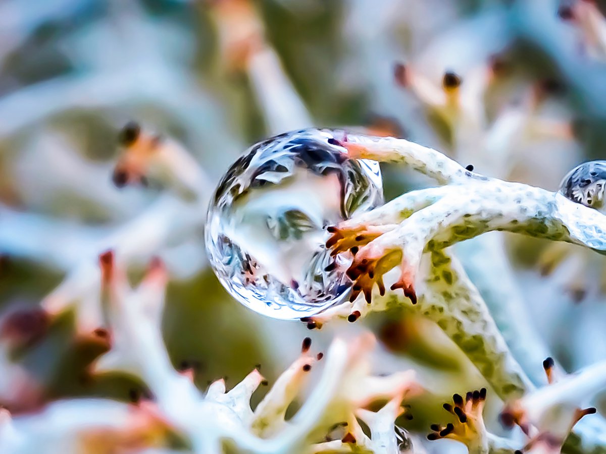 Inside the drop - macro photo of a drop in lichens, limited edition print by Inna Etuvgi