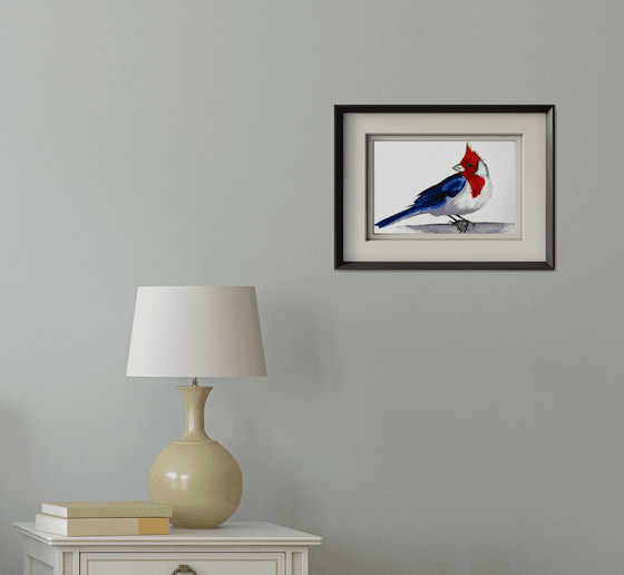 Red-cowled cardinal Paroaria