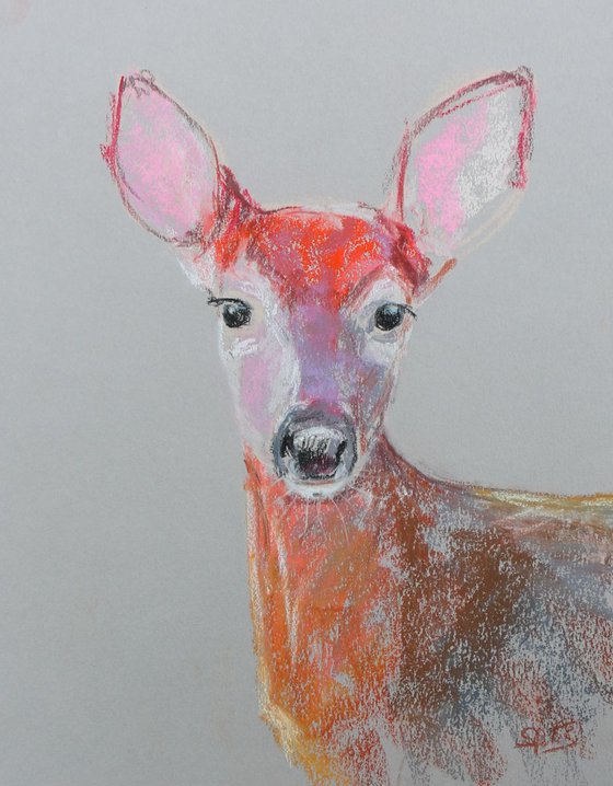 White Tailed Deer Fawn Pastel Study