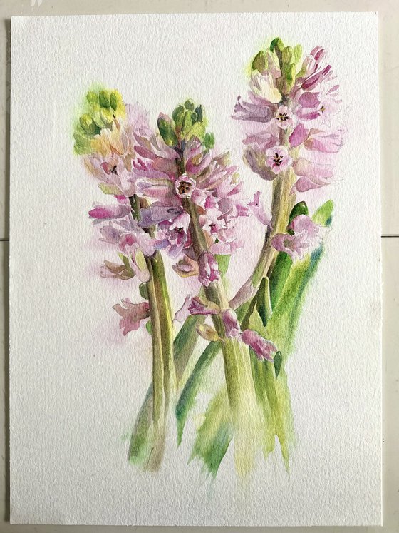 Blush in bloom original hyacinth watercolour