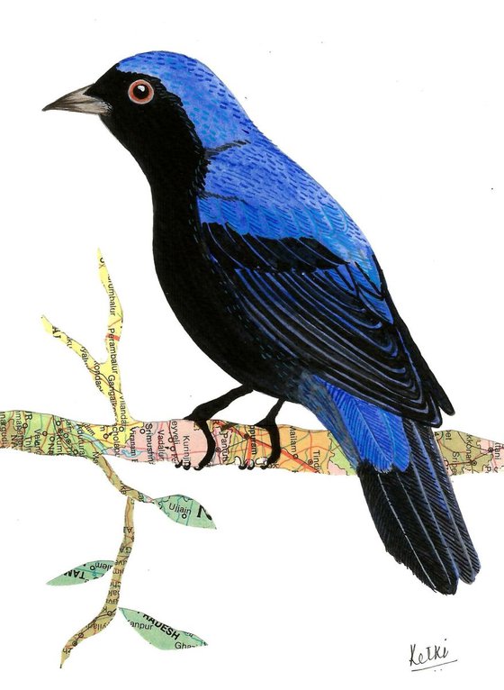 Asian Fairy Bluebird