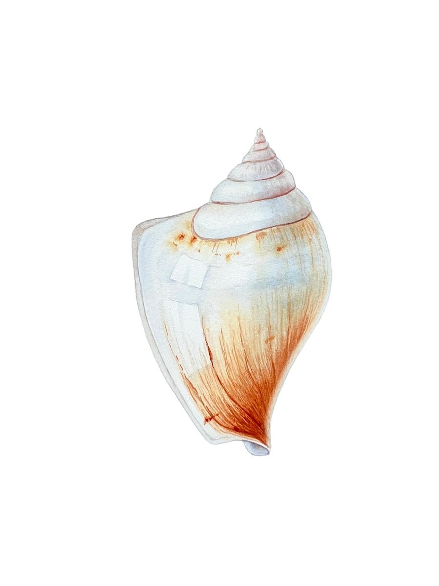 Shell. Original watercolour artwork. by Nataliia Kupchyk