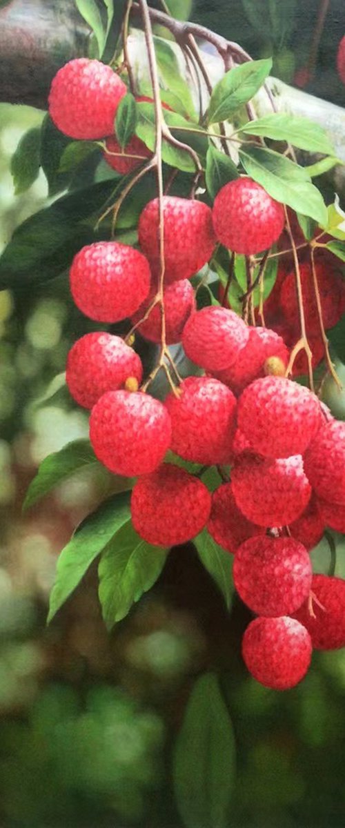 Still life:Litchi Chinensis with leaves c109 by Kunlong Wang