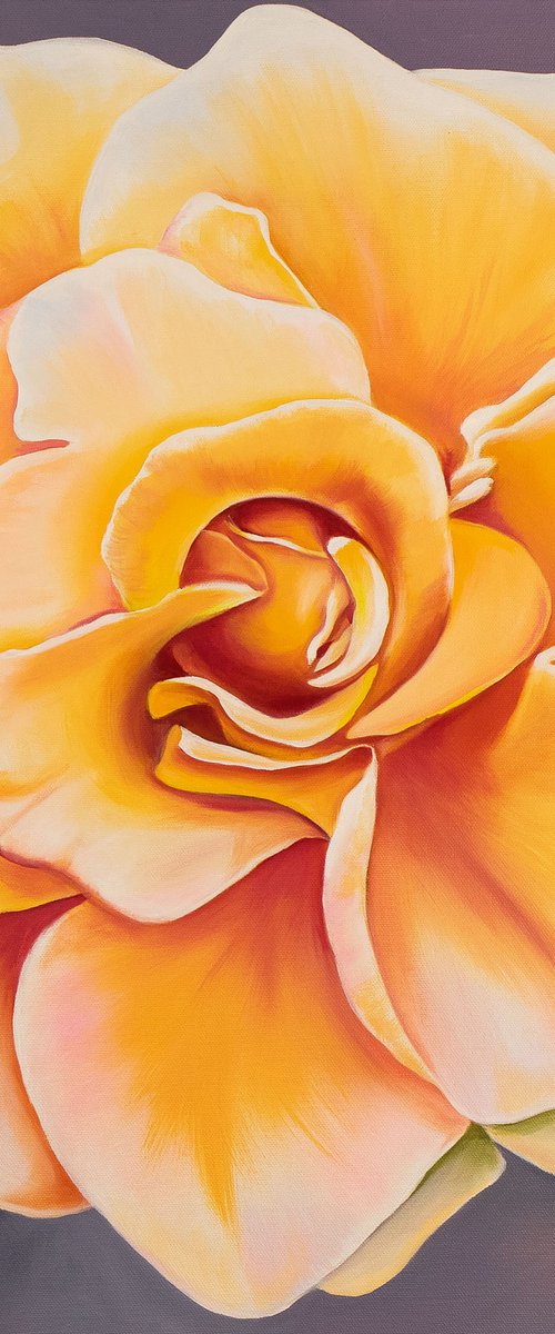 A peach rose named Adele by Daria Shalik