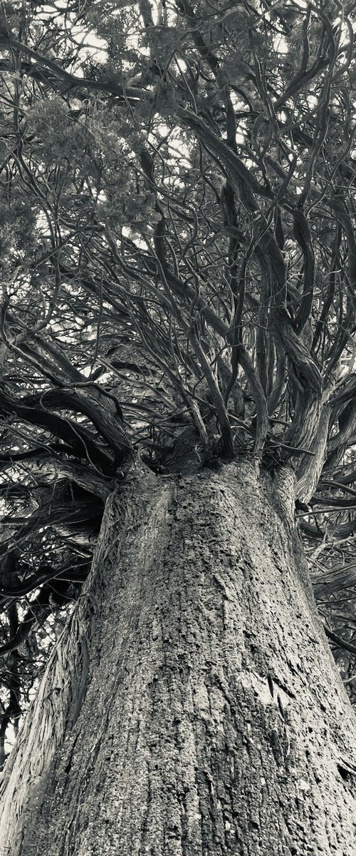 NT#183 nature #2 by Mattia Paoli