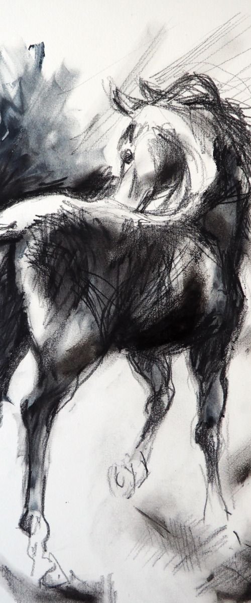 HORSE by Nicolas GOIA