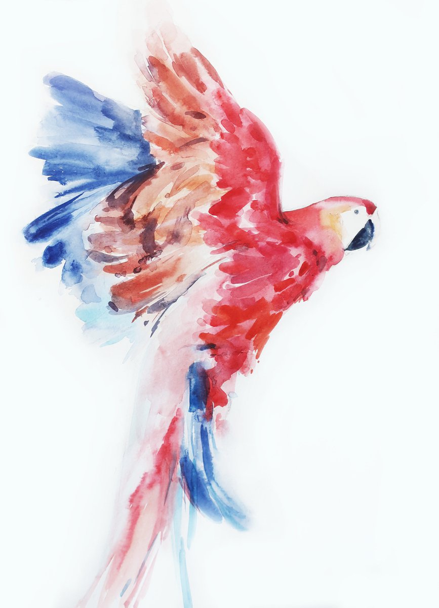 Bird Red parrot by Anna Shchapova