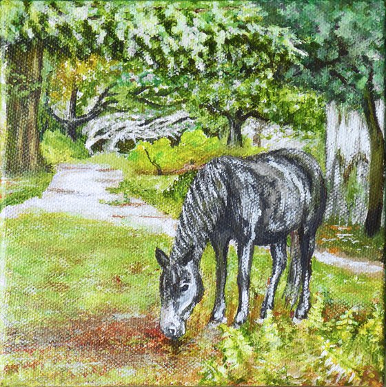 New Forest Pony, Bolderwood