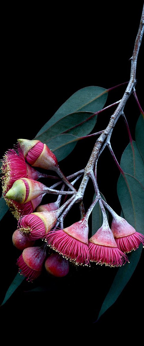 In the Pink by Nadia Culph