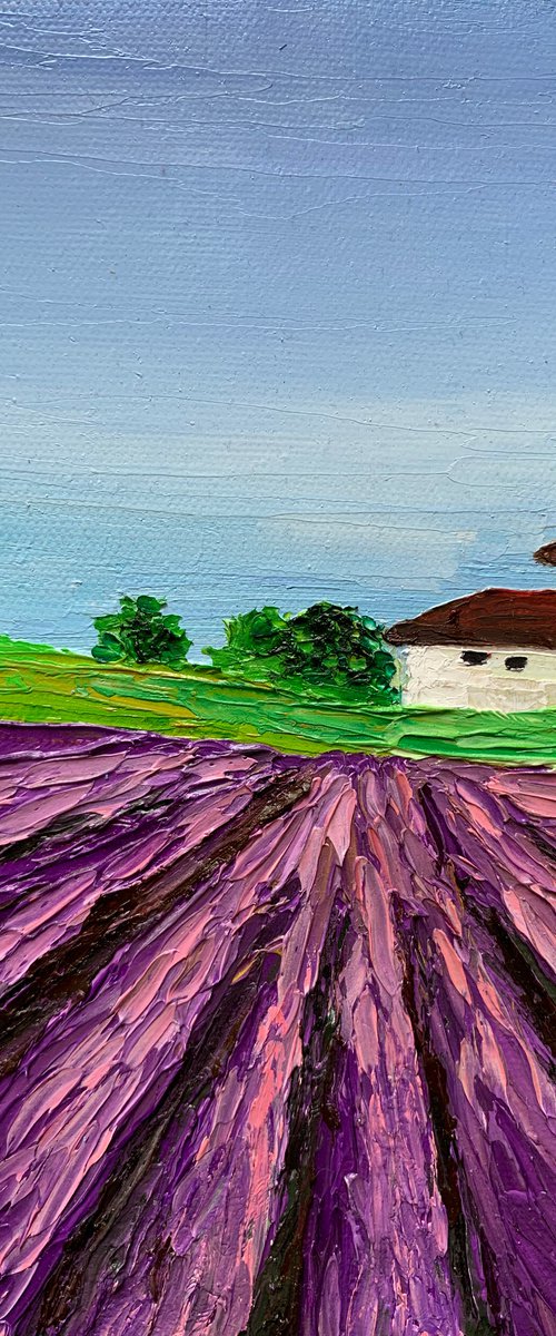 Tuscan lavender landscape by Amita Dand